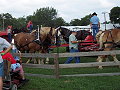 horse powered threshing