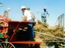 horse powered threshing